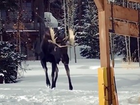 A moose that terrorized skiers in Colorado. (Video screen grab)