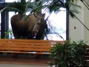 A moose on the loose in an Alaska hospital lobby. (Video screen grab)