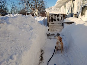 A dog sits on a shoveled walkway at a home in Gander, N.L. on Thursday, January 3, 2019 in this handout photo. (THE CANADIAN PRESS/HO, Eric Chisholm)