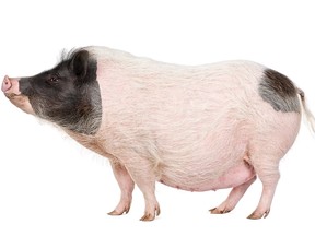 File photo of a pig.