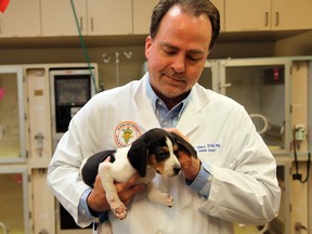 In this Jan. 9, 2019 photo, provided by Oklahoma State University, Dr. Erik Clary holds a puppy named Milo in Stillwater, Okla. (Derinda Blakeney/Oklahoma State University via AP)