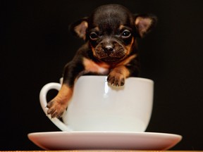 A three-week-old chihuahua puppy named Tom Thumb poses in a tea cup on April 7, 2009 in Renton, Scotland. (Getty Images)