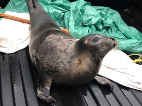 A seal is shown in a handout photo from Marystown RCMP. (THE CANADIAN PRESS/HO-Marystown)