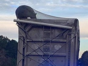 A bear was spotted trapped in a net on the back of a dump truck in South Carolina. The bear went on a joyride. (Facebook)