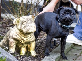 In this Wednesday, Feb. 27, 2019 photo pug dog Edda is pictured in Duesseldorf, Germany. Officials in Germany are defending their decision to seize an indebted family's pet pug and sell it on eBay, saying the move was a last resort because authorities were unable to find anything else to take. (Mikko Schimmelfeder/dpa via AP)