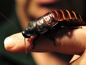 In this file photo taken on January 07, 2014, a keeper holds a hissing cockroach during a photo call for Whipsnade Zoo's annual stocktake in Dunstable, Bedfordshire, north of London. (Getty Images)