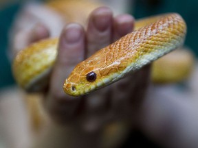 A corn snake at the Edmonton Humane Society in Edmonton, Alta., on Wednesday, July 31, 2013. (Codie McLachlan/Postmedia Network)