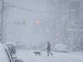 A person walks a dog as heavy snow falls in Vancouver, on February 10, 2019. Environment Canada is going mobile.