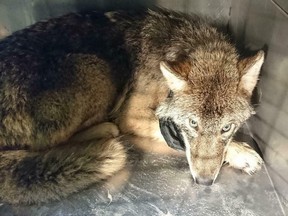 This photo taken on Thursday, Feb. 21, 2019 and released by the Estonian Union for the Protection of Animals, shows an approximately one-year old male wolf suffering from shock and hypothermia in an animal shelter near Parnu River, Estonia. (Estonian Union for the Protection of Animals via AP)