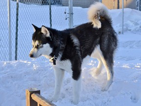 This undated photo provided by Randal Thom, shows his dog named Donald Trump in Jackson County, Minn. (Randal Thom via AP)