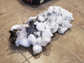 This Jan. 31, 2019, photo provided by an anonymous source shows a cat named "Fluffy," covered in snow and ice after her owners found her in a snowbank in Kalispell, Mont. (AP Photo)