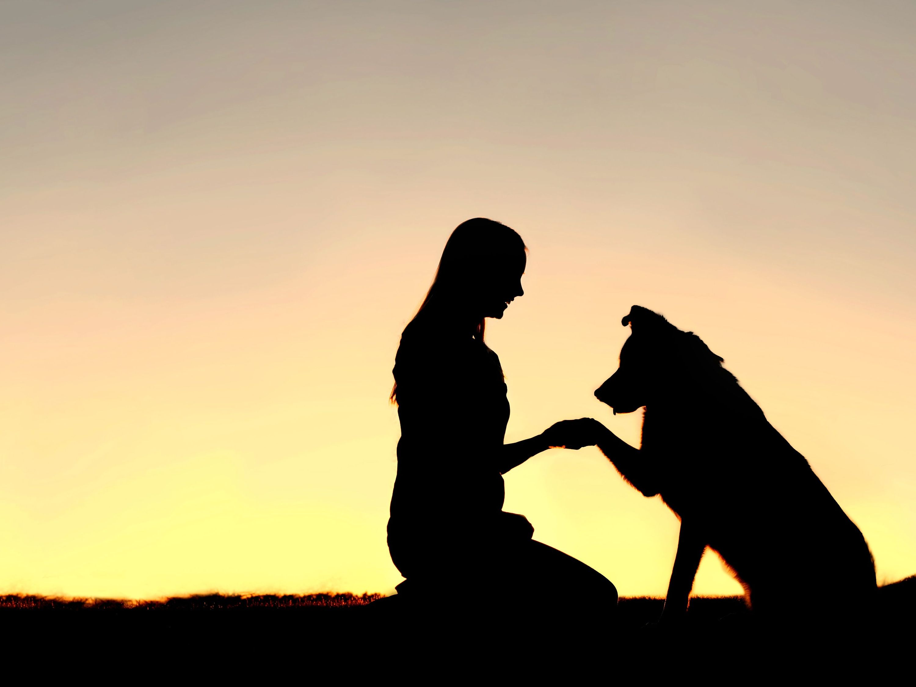 Dog Reunited With Owner After 8 Month, 282-km Journey | Canoe.Com