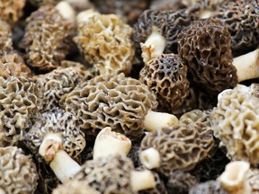 Morcheln mushroom sold on the market. (Getty Images)