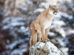 A cougar in the snow is pictured in an undated file photo. (Getty Images)