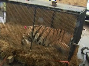 Tiger found in a Houston house. (Video screen grab)
