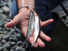 A man displays a male, left, and female capelin at Middle Cove Beach on Friday, July 22, 2016.