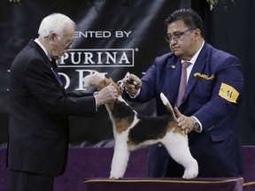 King, a wire fox terrier, competes in the Best in Show at the 143rd Westminster Kennel Club Dog Show Tuesday, Feb. 12, 2019, in New York. King won Best in Show.