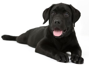 File photo of a black Labradror puppy.