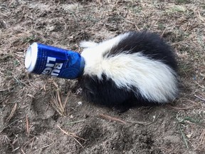 Billerica and Tewksbury Animal Control officials found a skunk with a beer can stuck to its head. (Twitter)