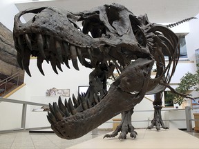 This Tuesday, Aug. 15, 2017 file photo shows a model of a Tyrannosaurus rex on display in the New Mexico Museum of Natural History and Science in Albuquerque, N.M. (AP Photo/Susan Montoya Bryan)