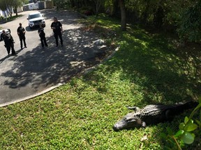 The Jupitor Police Department shared this photo of a giant alligator on their Facebook page. (Jupitor Police Department/Facebook)