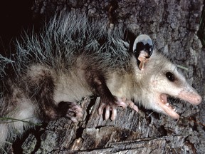 An opossum is pictured in this file photo taken by acclaimed wildlife photographer and writer, Dr. William J. Weber. (Getty Images)