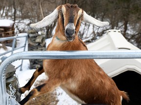 Lincoln, a three-year-old Nubian goat, is the first honorary pet mayor of the small Vermont town of Fair Haven.