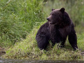 A grizzly bear is seen fishing along a river in Tweedsmuir Provincial Park near Bella Coola, B.C. Friday, Sept 10, 2010. (THE CANADIAN PRESS/Jonathan Hayward)