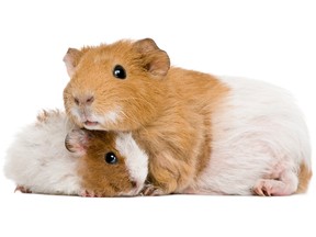 File photo of guinea pigs.