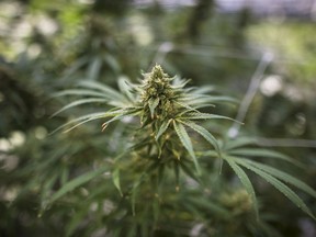 A cannabis plant approaching maturity is photographed in Fenwick, Ont., on Tuesday, June 26, 2018.