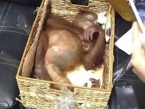 In this Saturday, March 23, 2019, photo released by Natural Resources Conservation Agency of Bali (BKSDA Bali), a sedated two-year-old orangutan rests inside rattan basket following the arrest of a Russian national Andrei Zhestkov who allegedly tried to smuggle the ape out of the resort island at Ngurah Rai International Airport in Bali, Indonesia. Authorities say the 27-year-old Russian tourist was captured late Friday at the airport after an X-ray found the 2-year-old male orangutan in a rattan basket inside his luggage. (BKSDA Bali via AP) ORG XMIT: XDA110