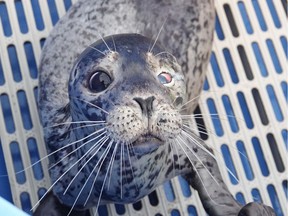 VANCOUVER, B.C.: MARCH 5, 2019 – A young harbour seal named Jessica Seal was rescued from a Kitsilano beach on Feb. 18, 2019. The seal had suffered more than 23 birdshot pellets in the face, damaging her vision and teeth permanently. She was emaciated and lethargic when rescued by the Vancouver Aquarium Mammal Rescue Centre. This image and x-ray shows the extent of her injuries. [PNG Merlin Archive]