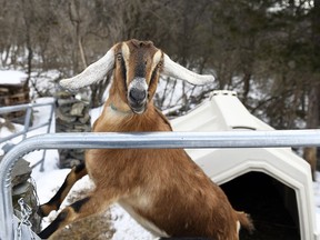 Lincoln, a 3-year-old Nubian goat, is poised to become the first honorary pet mayor of the small Vermont town of Fair Haven.