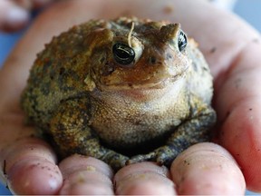 An American Toad (Bufo americanus) at the Ecomuseum Zoo in St. Anne de Belleuve, Friday February 29/08.