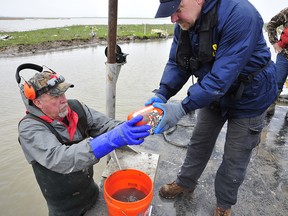 In this March 3, 2019, photo provided by the National Transportation Safety Board, NTSB investigators and member of the recovery team retrieve the flight data recorder of the Atlas Air Flight 3591, a Boeing 767 cargo jet that crashed in the muddy marshland of Trinity Bay, east of Houston on Feb. 23, 2019. (NTSB via AP)