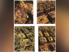 These Thursday, March 7, 2019 evidence photos released by the United States Attorney's Office Central District of California shows illegal marijuana plants in San Bernardino County, Calif. (U.S. Attorney's Office Central District of California via AP)