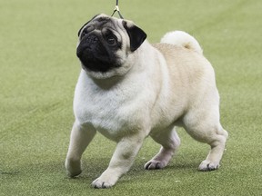 Biggie, a pug, is shown in the ring during the Toy group competition during the 142nd Westminster Kennel Club Dog Show, Monday, Feb. 12, 2018, at Madison Square Garden in New York. (AP Photo/Mary Altaffer)