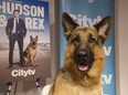 Diesel von Bugimald, star of the CityTV show "Hudson &; Rex."