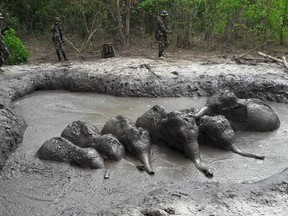 In this photo released and taken by Department of Natural Park, Wildlife, and Plant Conservation on Thursday, March 28, 2019, Thap Lan National Park rangers prepare to extract six baby elephants stuck in a muddy pond at Thap Lan National Park, Nakhon Ratchasima province, northeastern Thailand. The park rangers took five hours to dig out a path to save the six elephant calves after they were found trapped in a muddy pond. (Department of Natural Park, Wildlife, and Plant Conservation via AP)