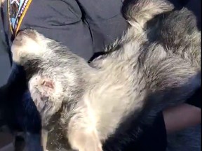 In this April 24, 2019 image made from video provided by the NYPD, a New York City police officer holds a pygmy goat after it was found wandering around a backyard in the Queens borough of New York. (New York City Police Department via AP)