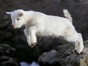 A goat baby jumps from a rock in the Opel zoo in Kronberg near Frankfurt, Germany, on a sunny Wednesday, March 21, 2018. (AP Photo/Michael Probst)
