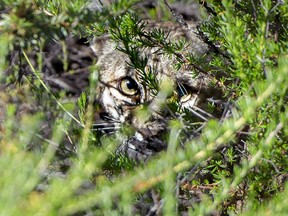 A bobcat takes cover under brush after being released in Laguna Coast Wilderness Park on Saturday, April 13, 2019. (Mindy Schauer/The Orange County Register via AP)