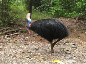 In this June 30, 2015 photo, an endangered cassowary roams in the Daintree National Forest, Australia. (AP Photo/Wilson Ring)
