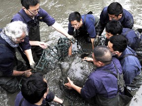 In this April 7, 2016, photo, researchers lift a female Yangtze giant softshell turtle out of the water at a zoo in Suzhou in eastern China's Jiangsu province. The only known female member of the rare turtle species has died.