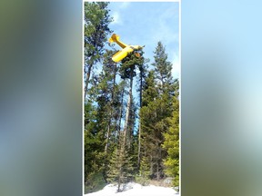 A pilot who was trying to crash-land this week in an Idaho field instead brought his small plane to rest at the top of a 60-foot (18-metre) tree.  (Valley County Sheriff's Office/Facebook)