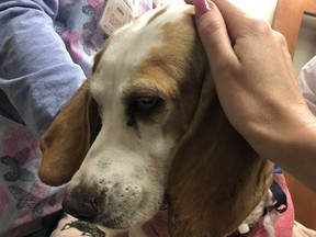 Libby the basset hound is recovering after being impaled on a lamppost. (Twitter/JenMaxfield4NY)