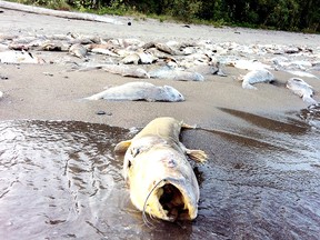 A dead catfish, over two feet long, rolls gaped mouth in the surf on Lake Erie. (File photo)