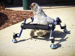 The chicken was born with a deformed foot.  (Mikayla Feehan/Via AP)