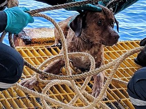This handout from Vitisak Payalaw taken on April 12, 2019 and released to AFP on April 16, 2019 shows Boonrod the dog after he was rescued by workers on an oil rig off the coast of the Gulf of Thailand.