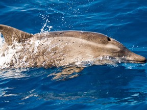 A rough-toothed dolphin is pictured in a file photo from Wikipedia. (Gustavo Perez/Wikipedia)